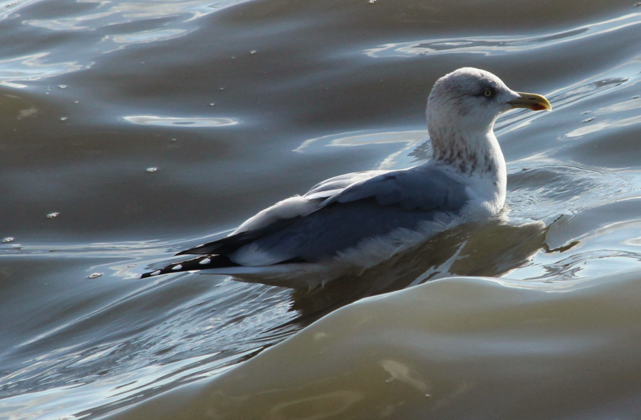 Mouette