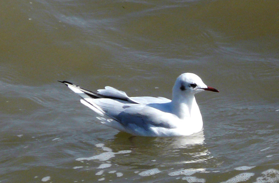Mouette