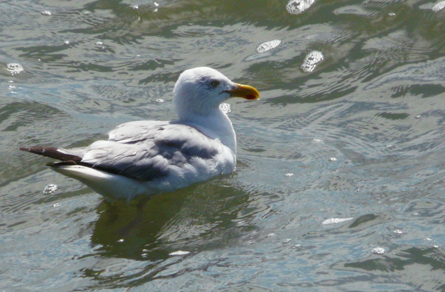 Mouette