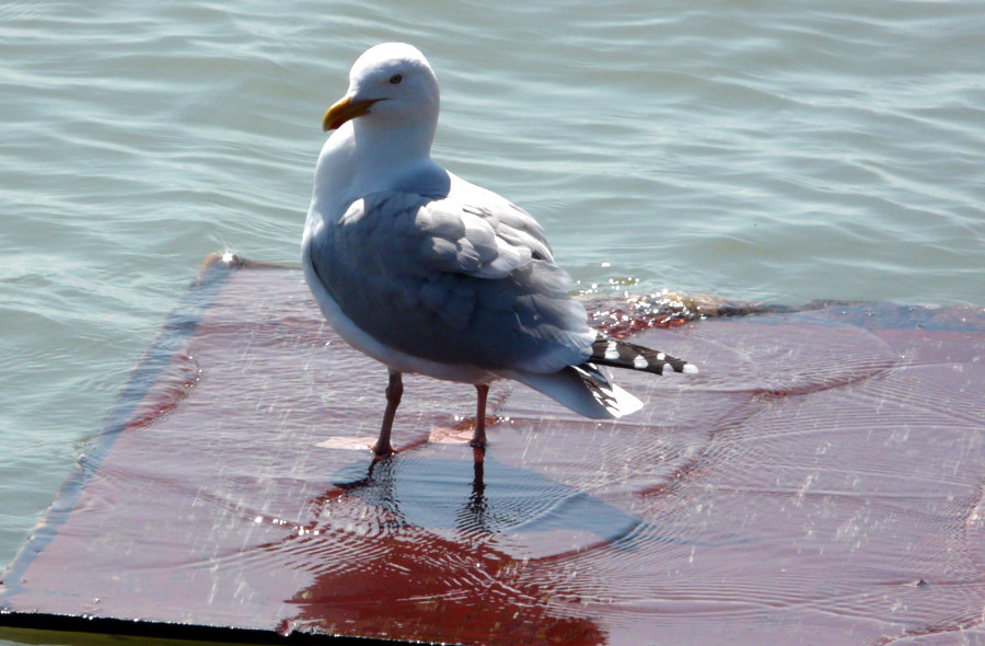 Mouette