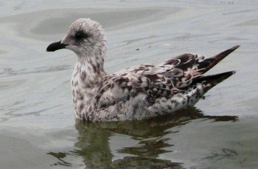 Mouette