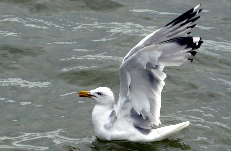 Mouette
