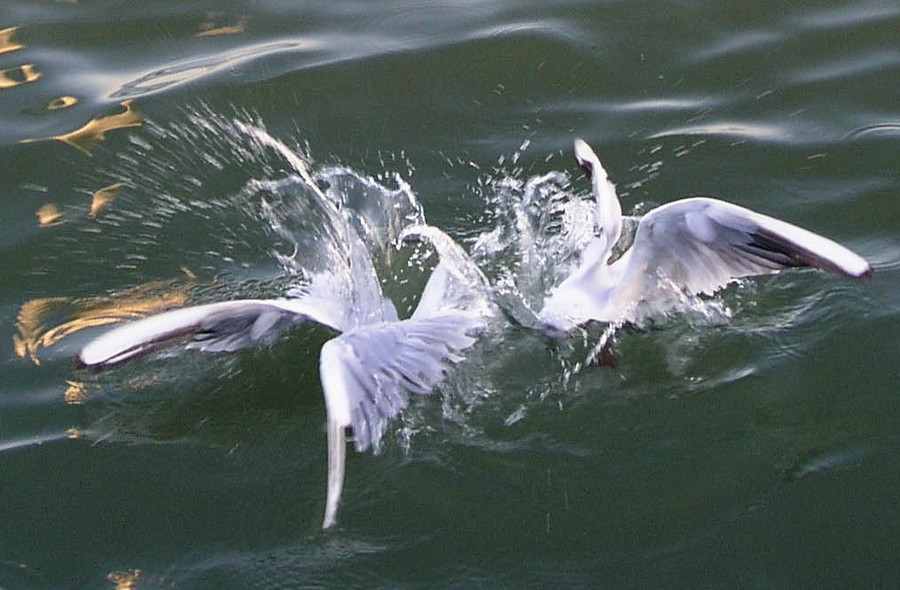 Mouette