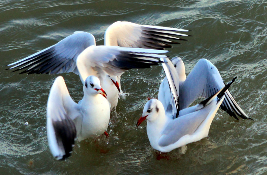 Mouette