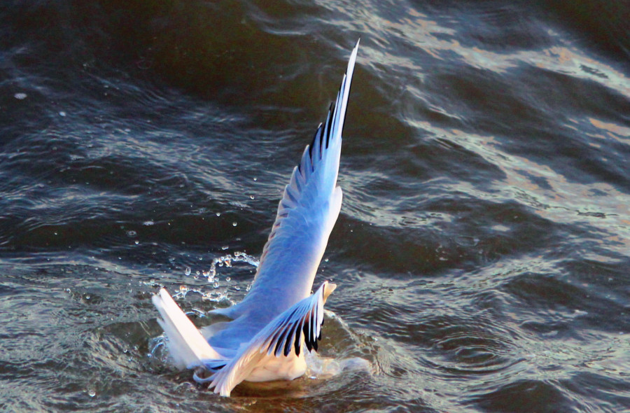 Mouette