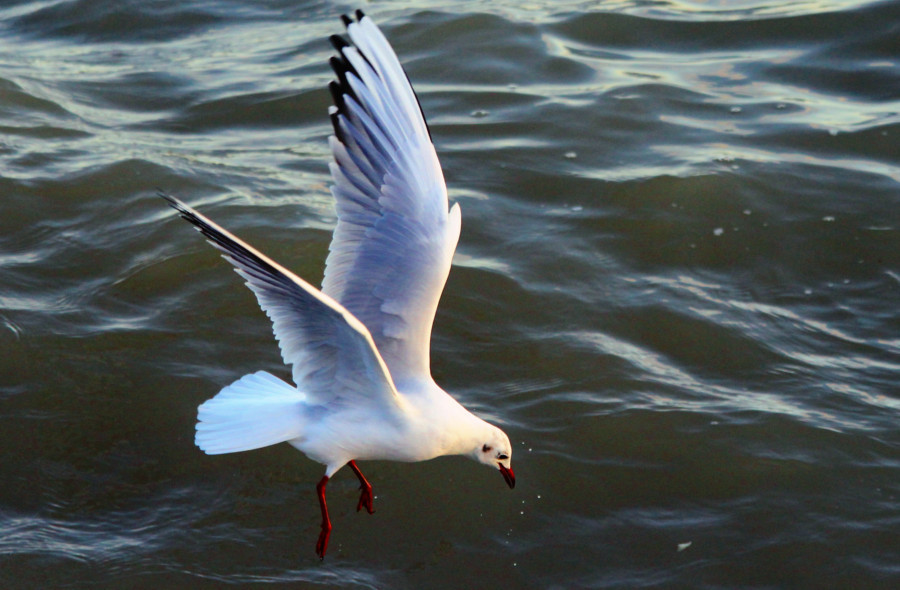 Mouette