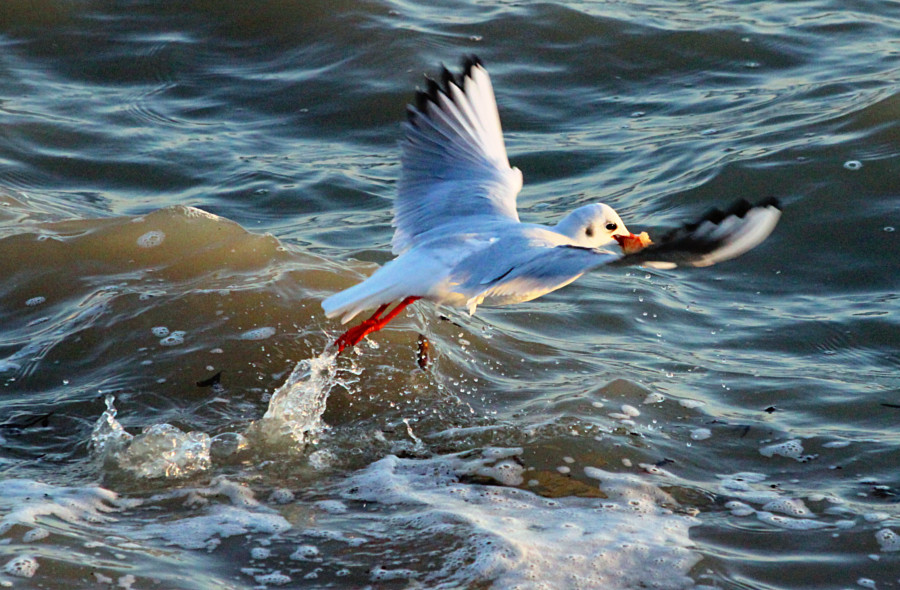 Mouette