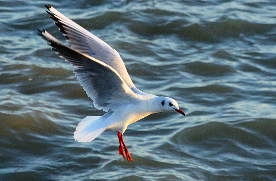 Mouette
