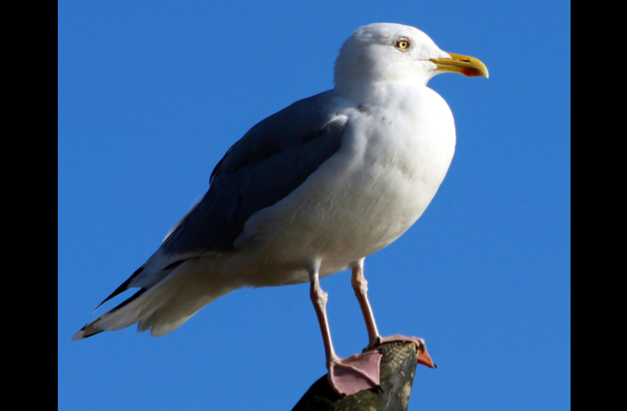 Mouette