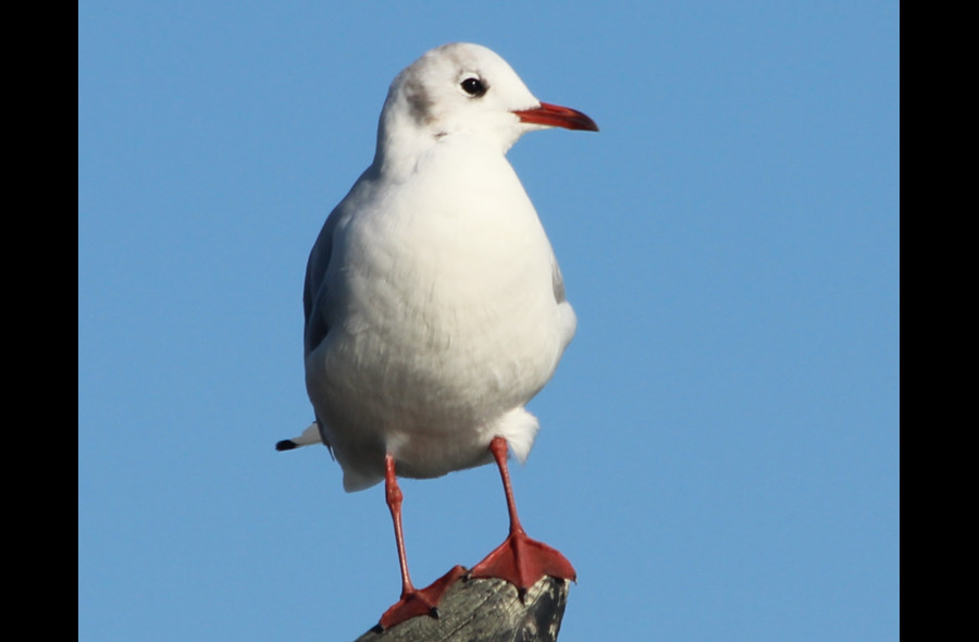 Mouette