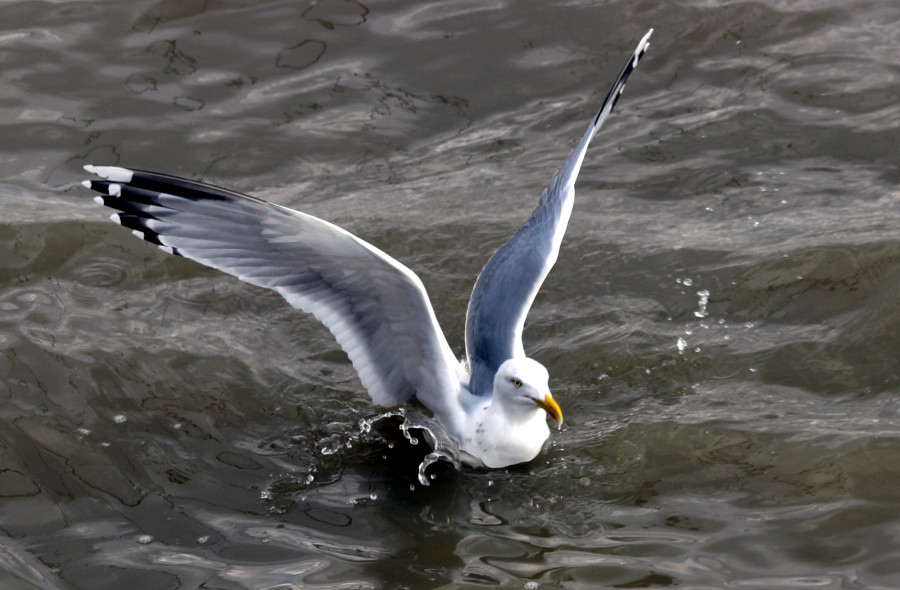 Mouette