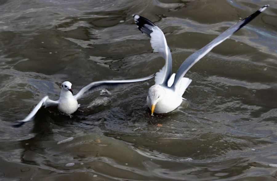 Mouette