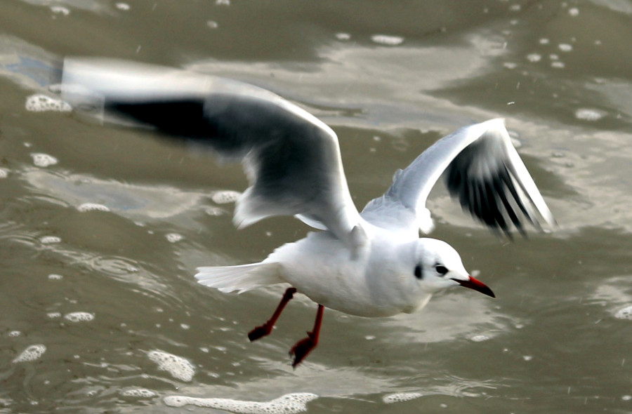 Mouette
