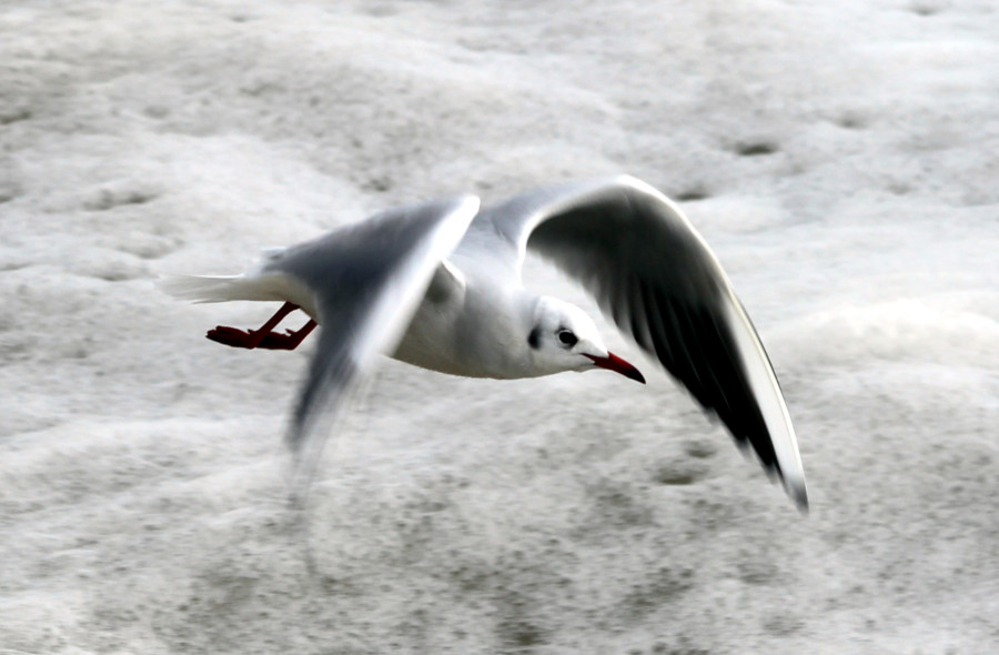 Mouette