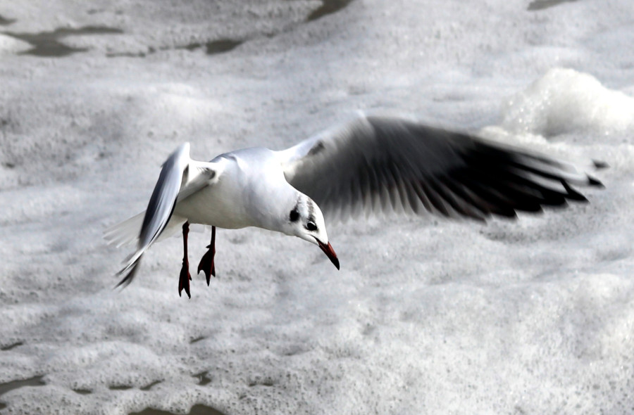 Mouette