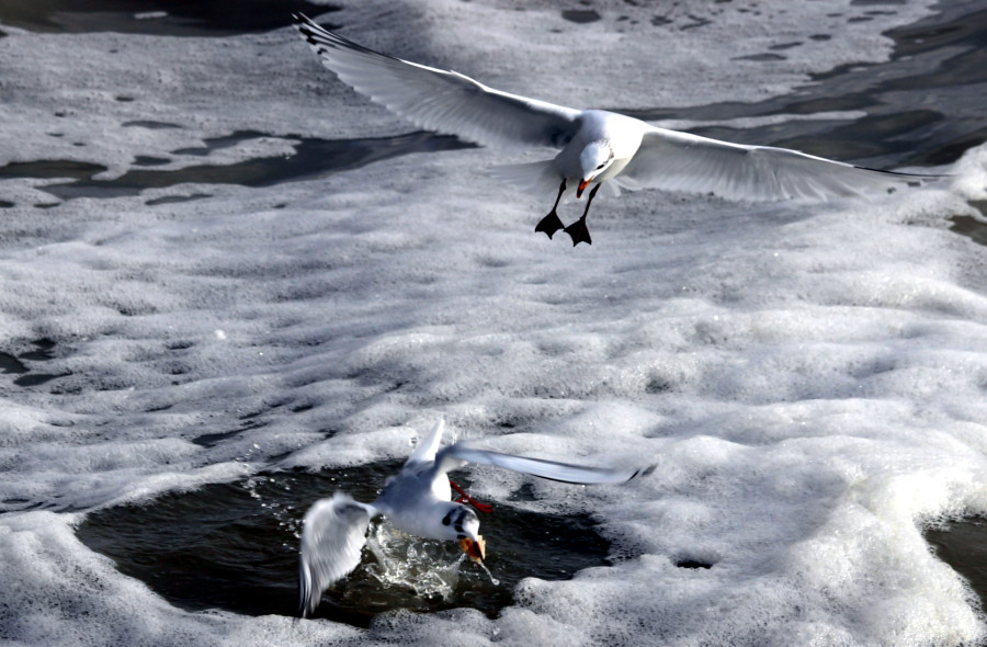 Mouette