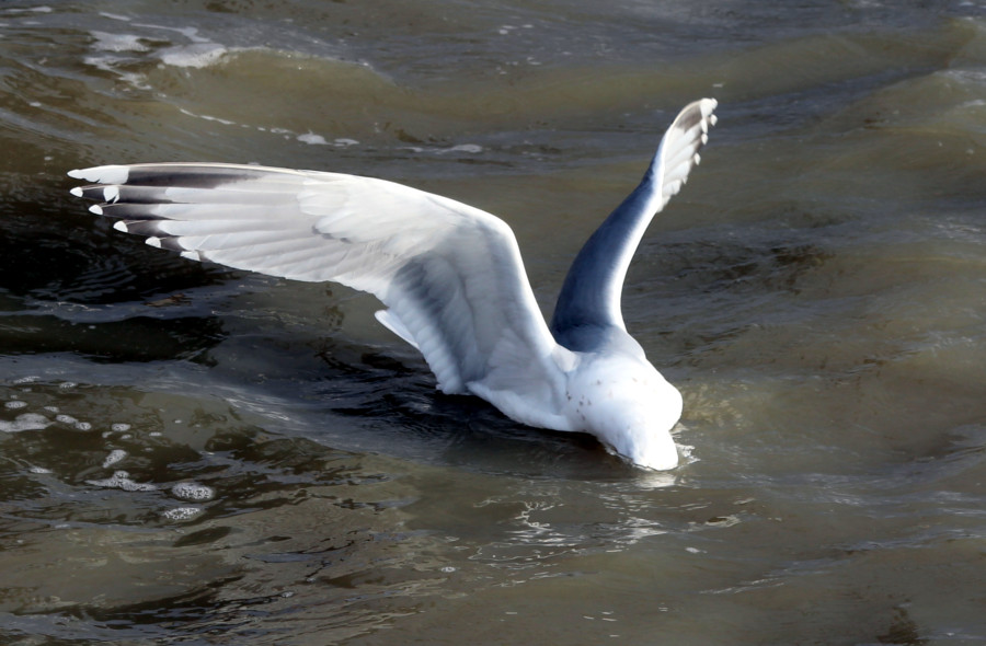 Mouette