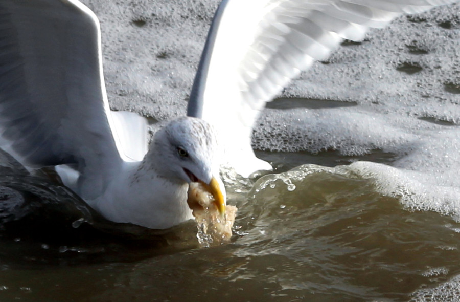 Mouette