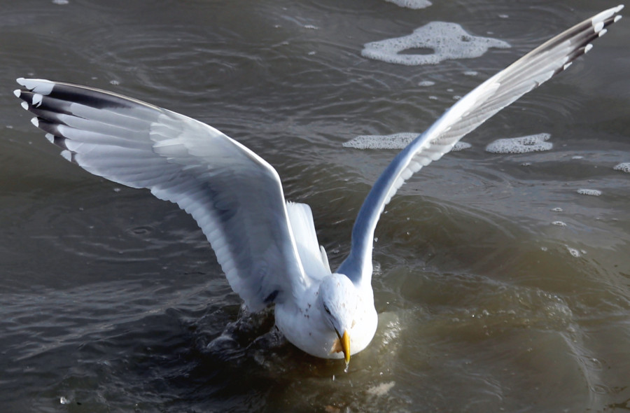Mouette