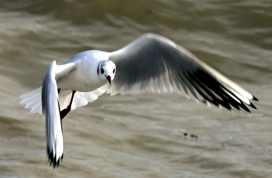Mouette