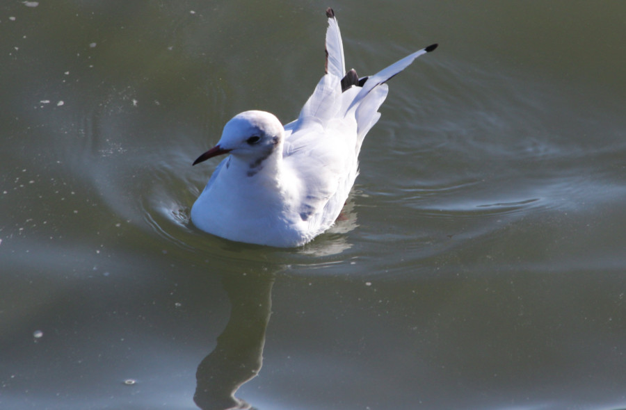 Mouette