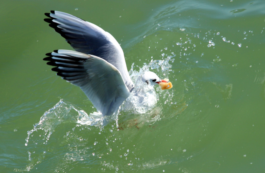 Mouette