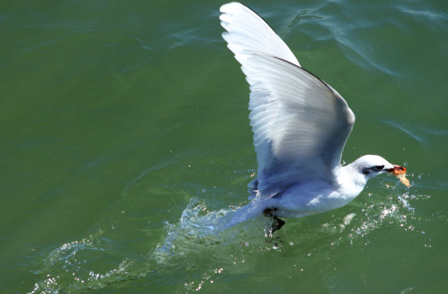 Mouette