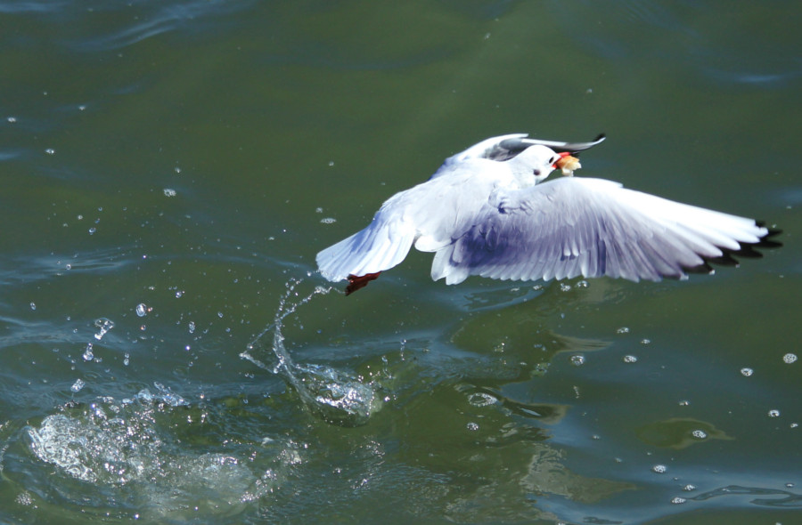 Mouette
