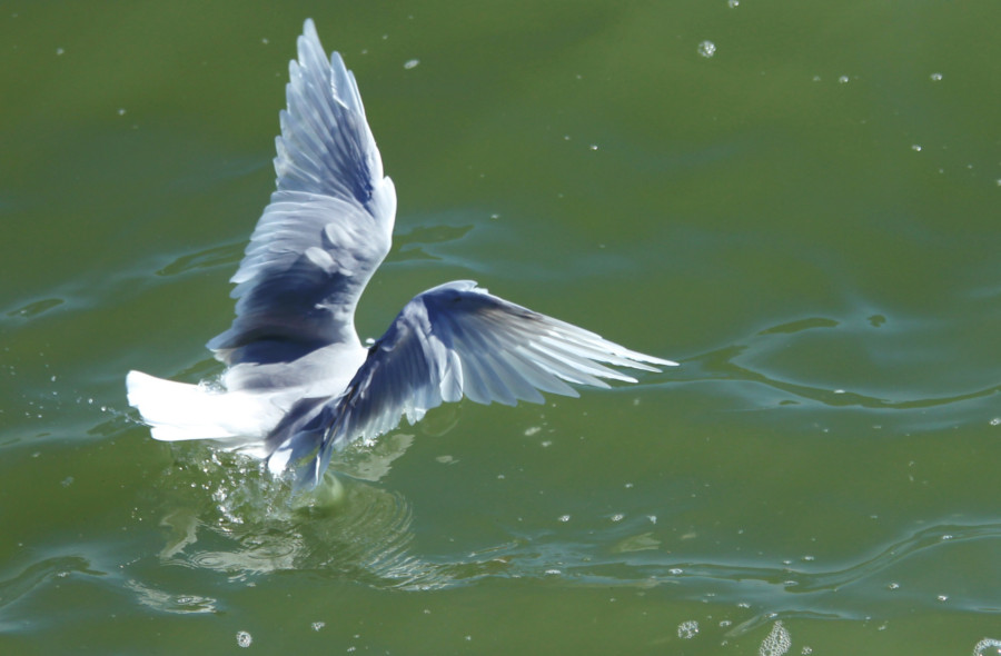 Mouette