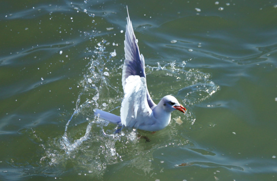 Mouette