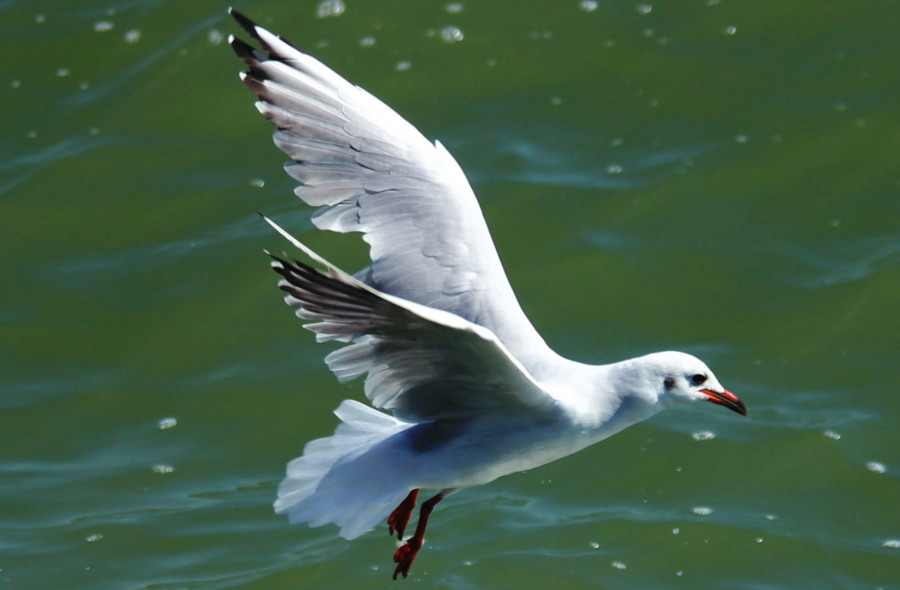 Mouette