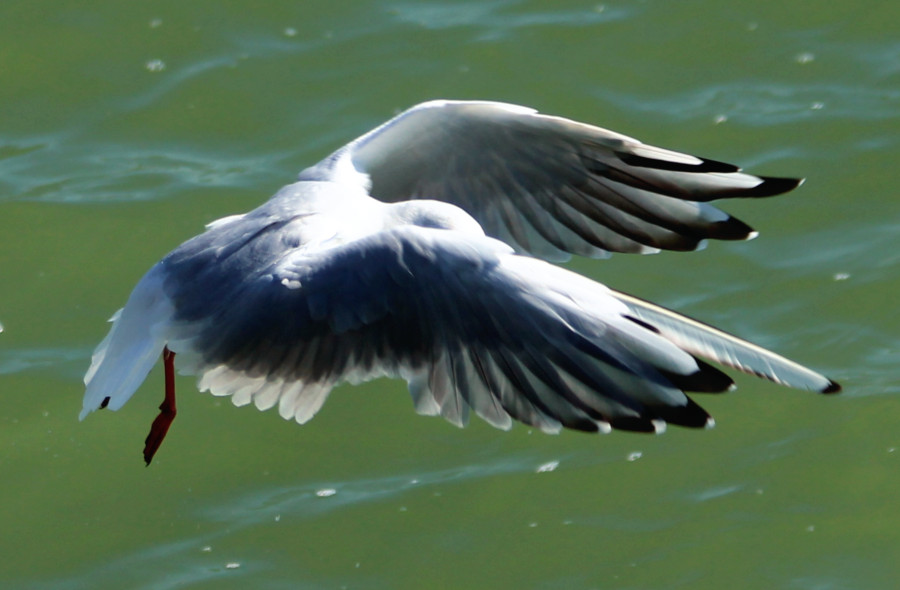 Mouette