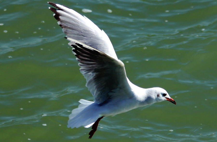 Mouette