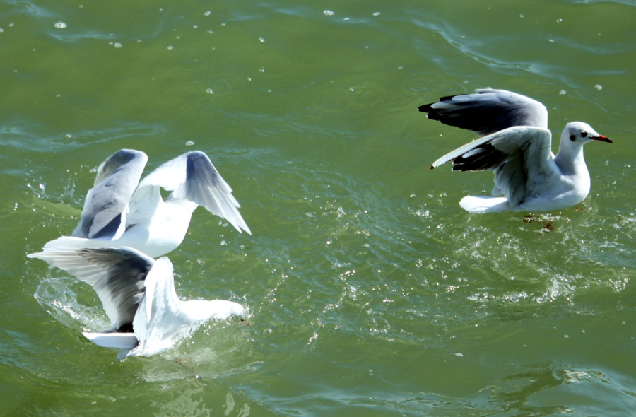 Mouette