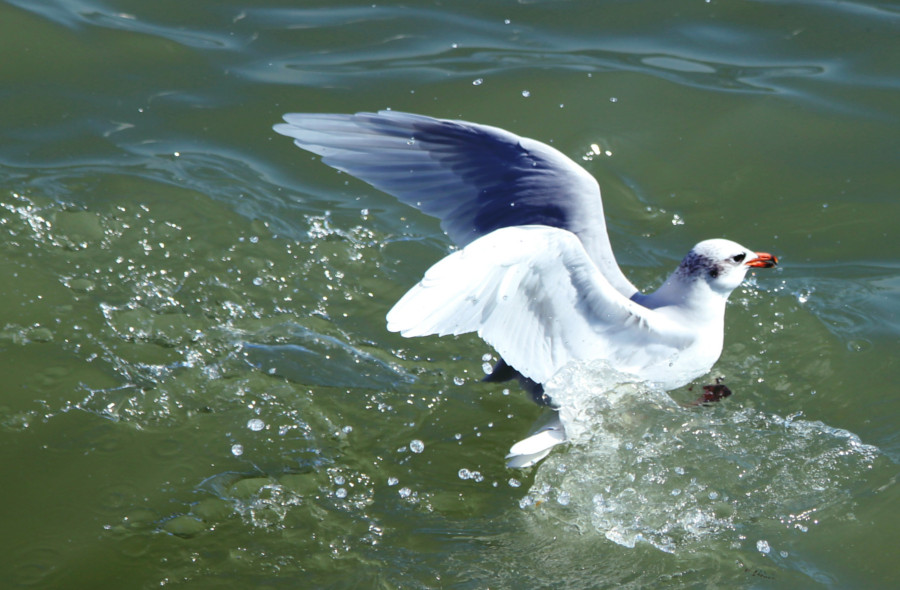 Mouette