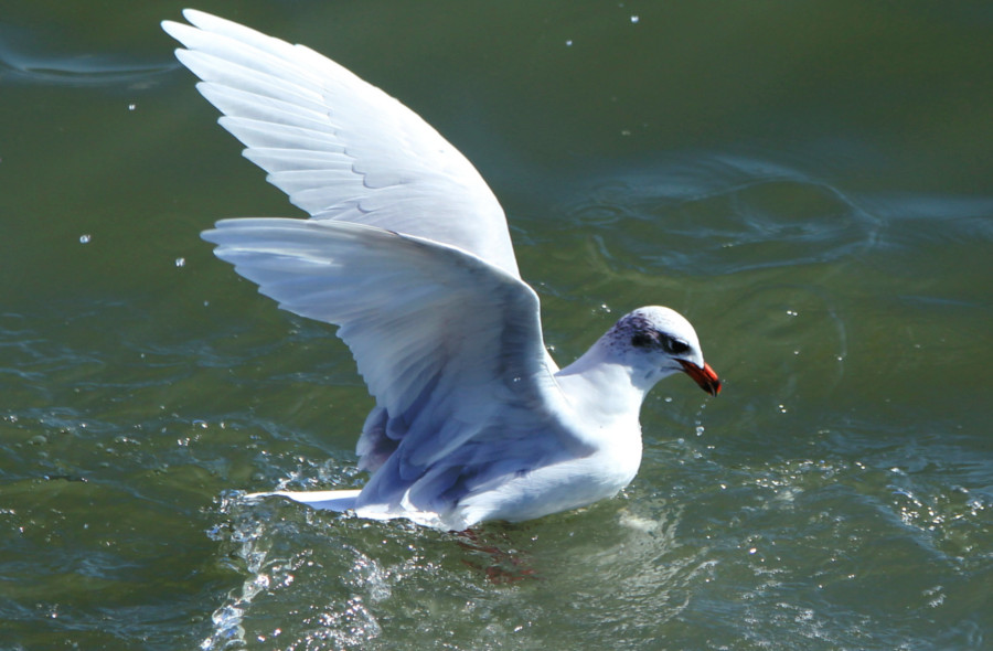 Mouette