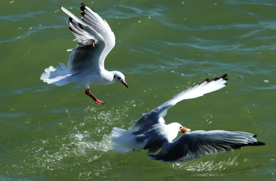 Mouette