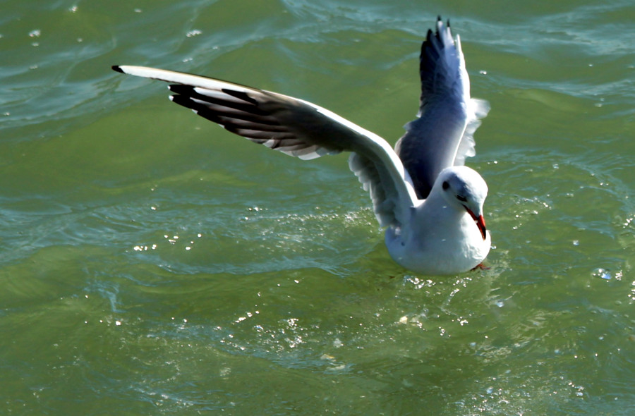 Mouette