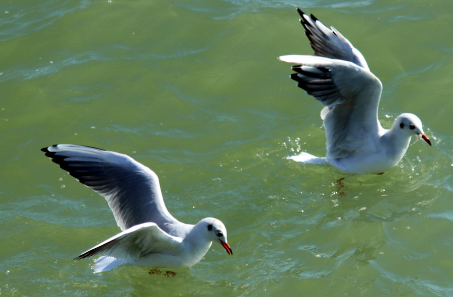 Mouette