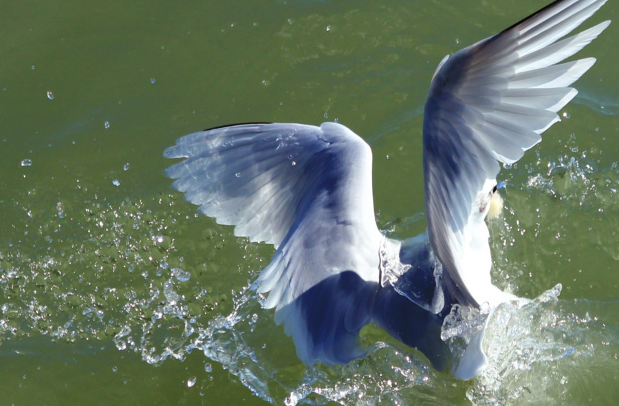Mouette