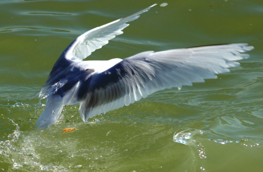 Mouette