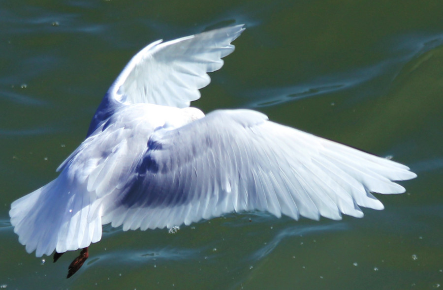 Mouette