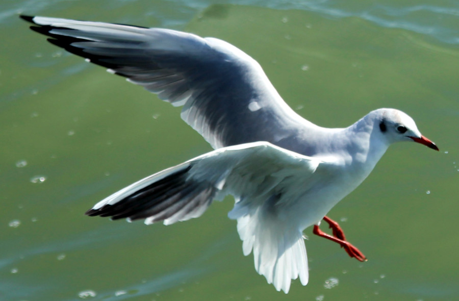 Mouette