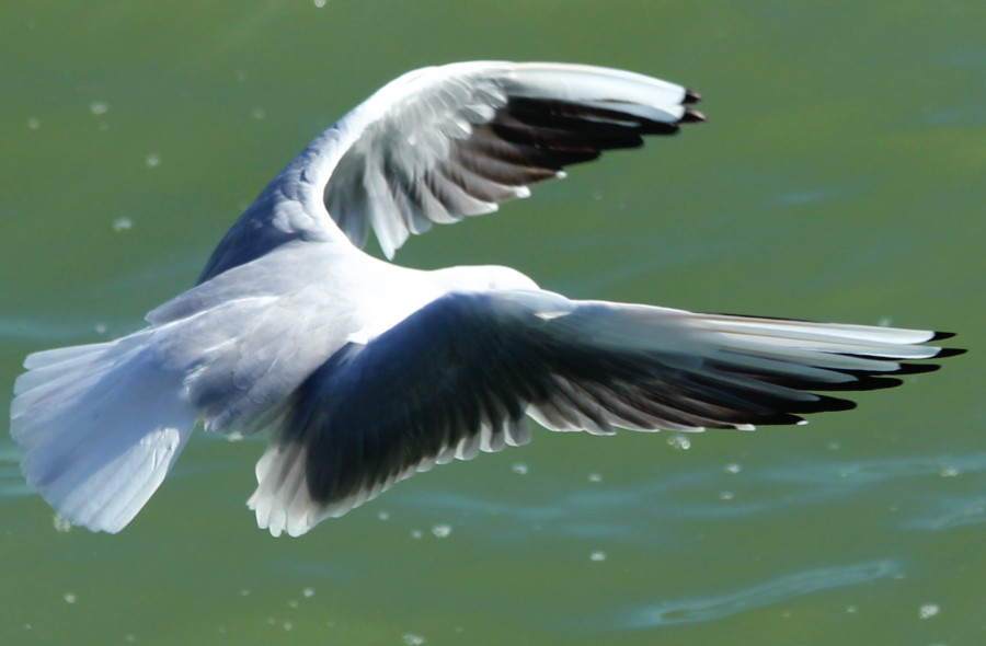 Mouette