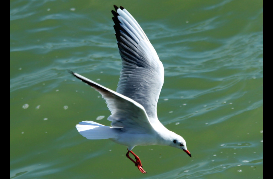 Mouette