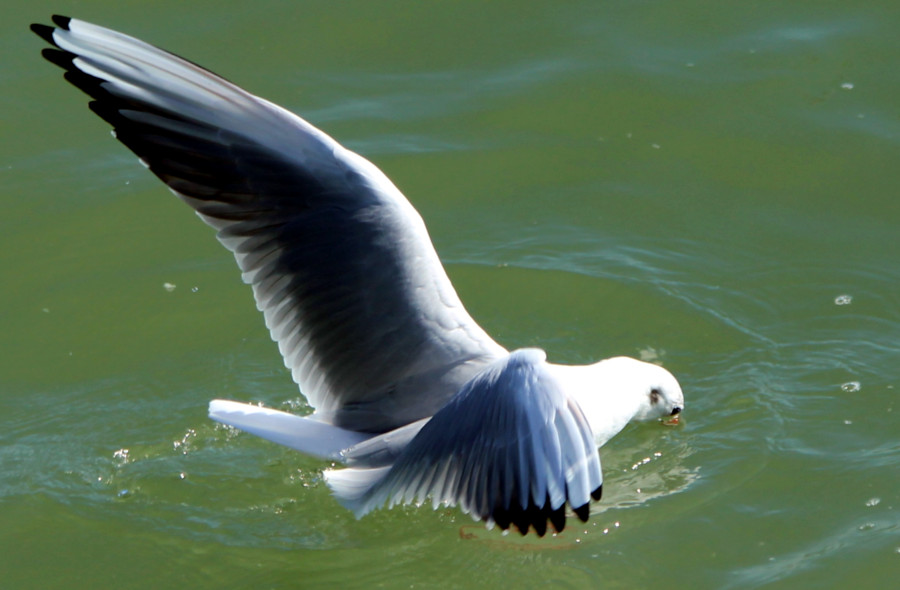 Mouette