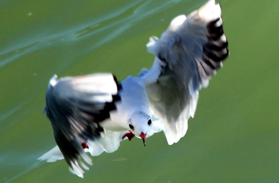 Mouette