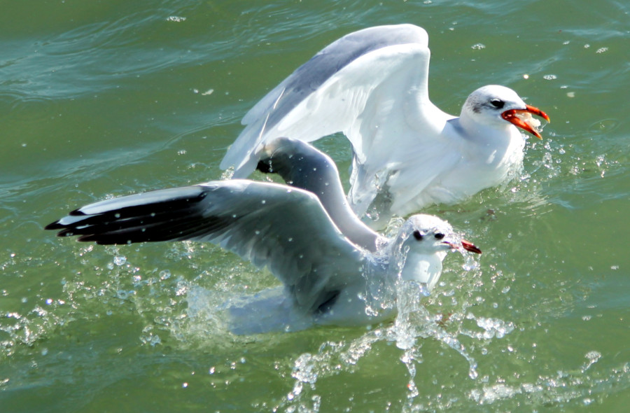 Mouette