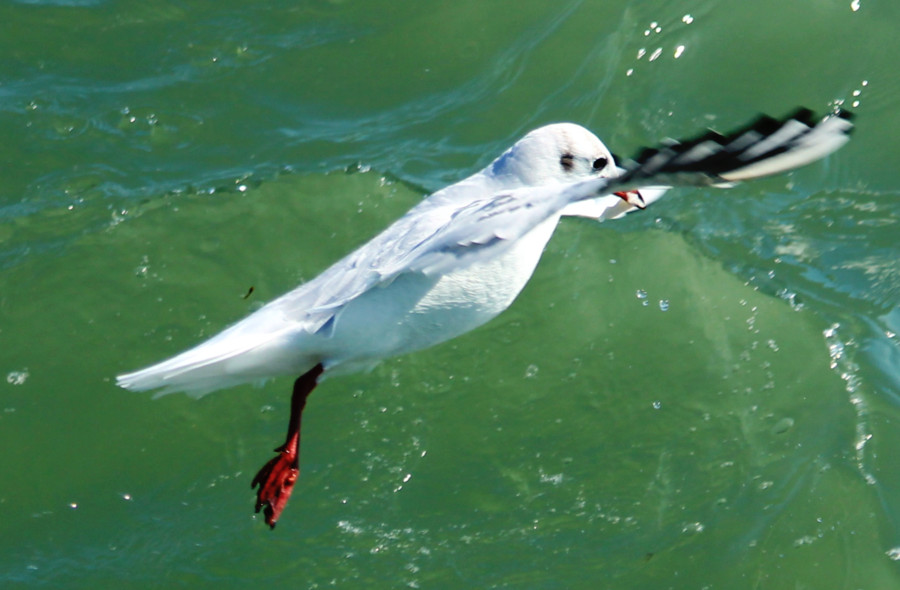 Mouette