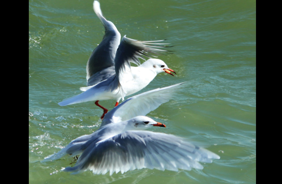 Mouette